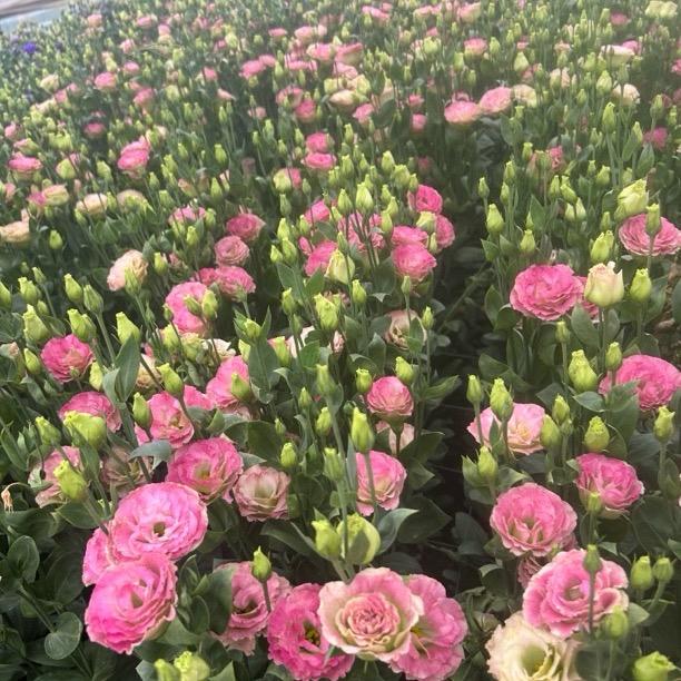 云岭鲜花基地