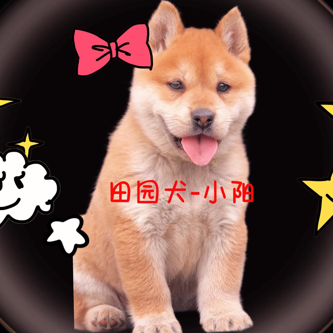 田园犬小阳宠物