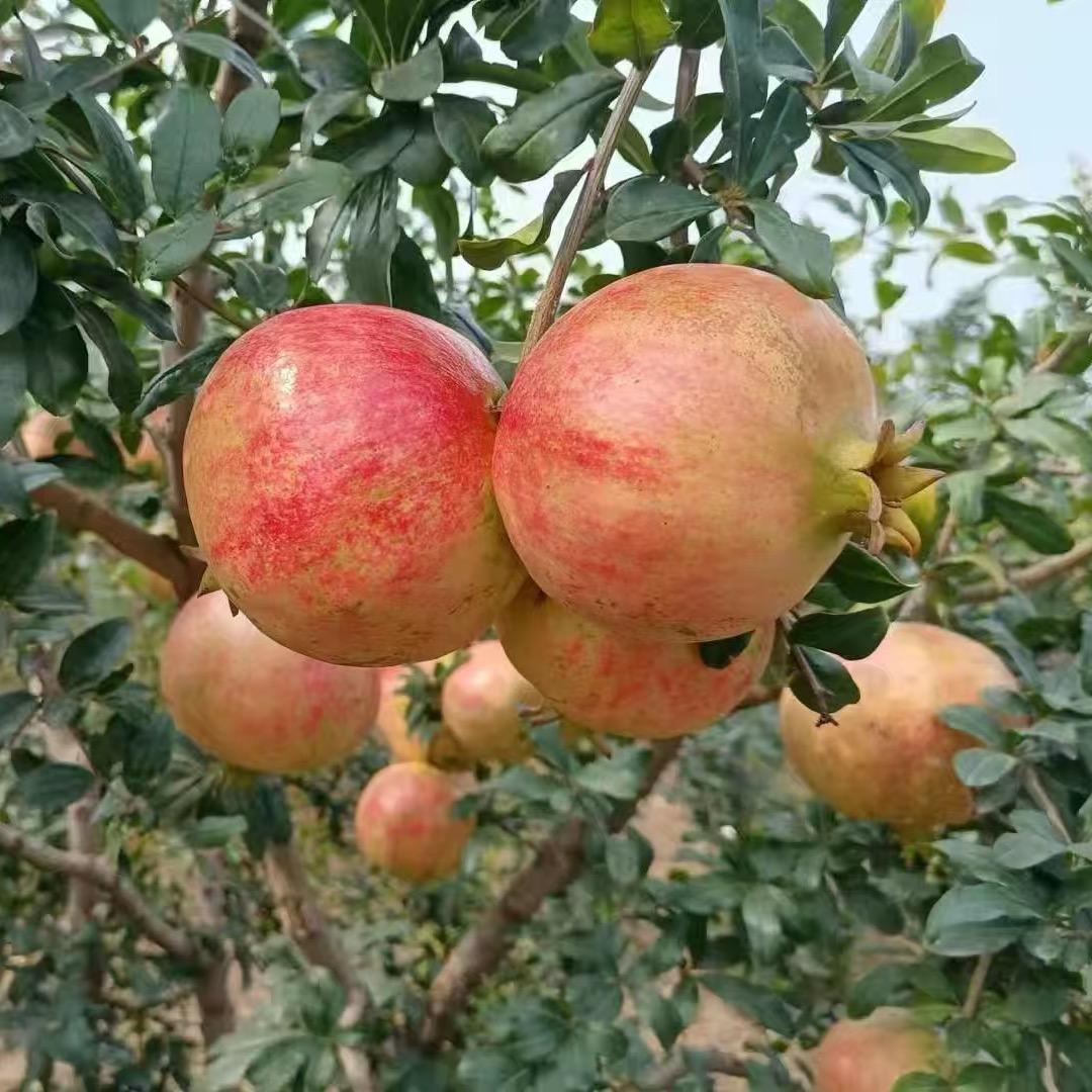 榴芝林园艺1号店