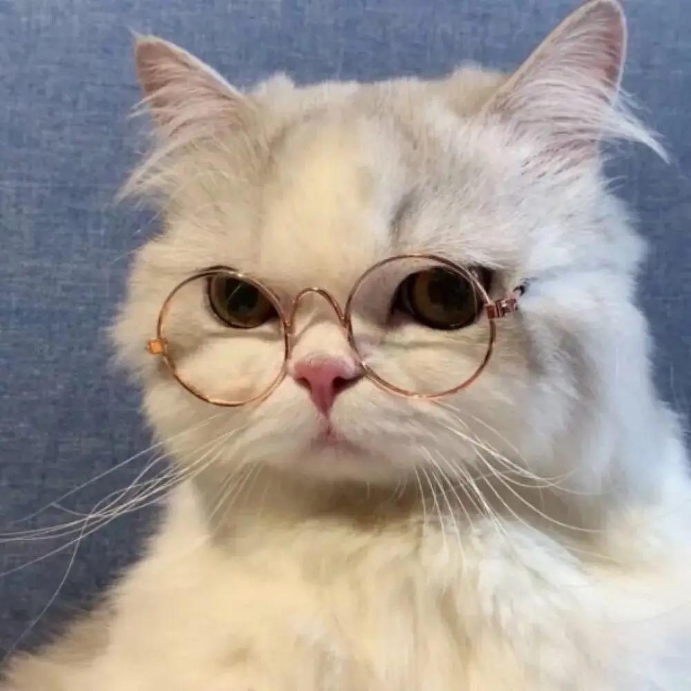 猫九⁵²⁹⁹