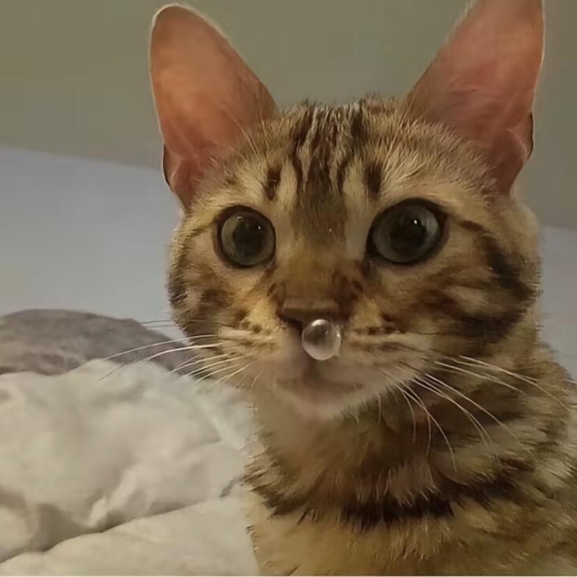 火爆小猪熊