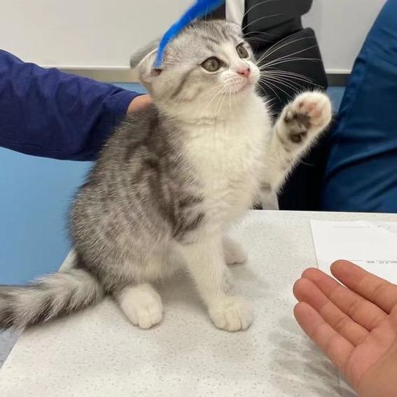 萌萌是只小猫咪