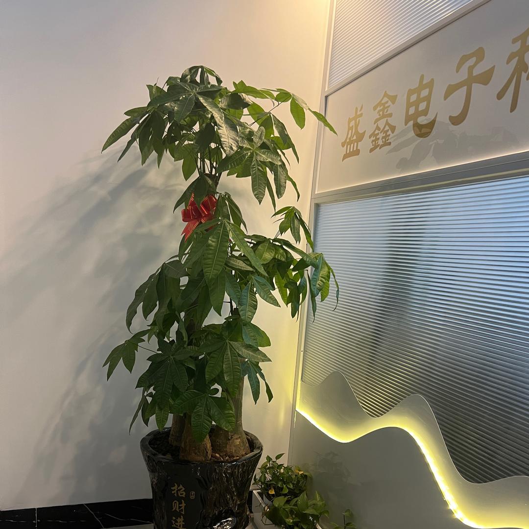 V·hxkuss盛鑫释放直播号