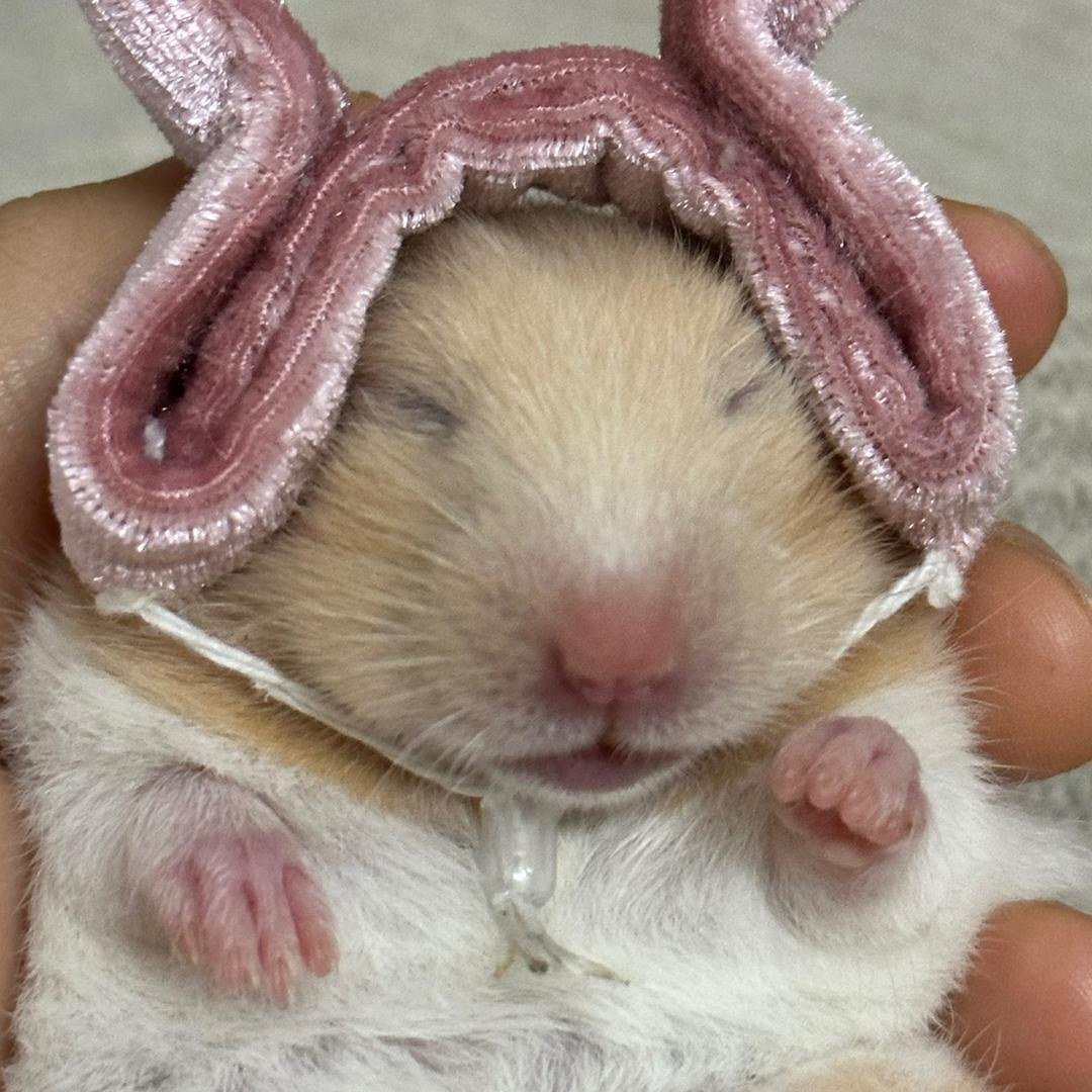 幸福鼠宝🌸