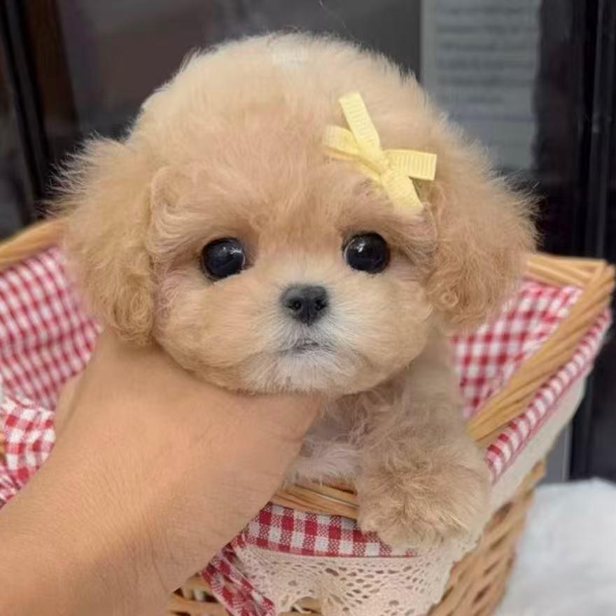 木木小白