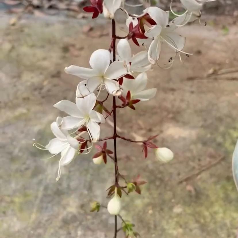 一花一琴