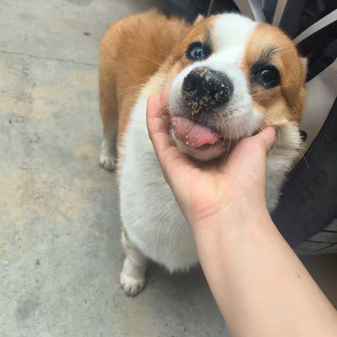 一只叫龙宝的柯基🐶
