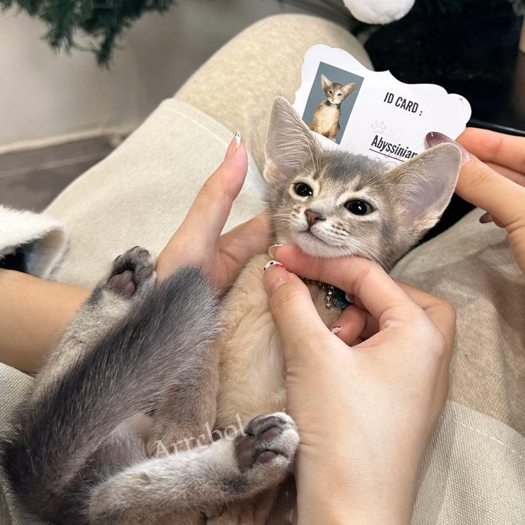 Arrebol的阿比西尼亚猫舍