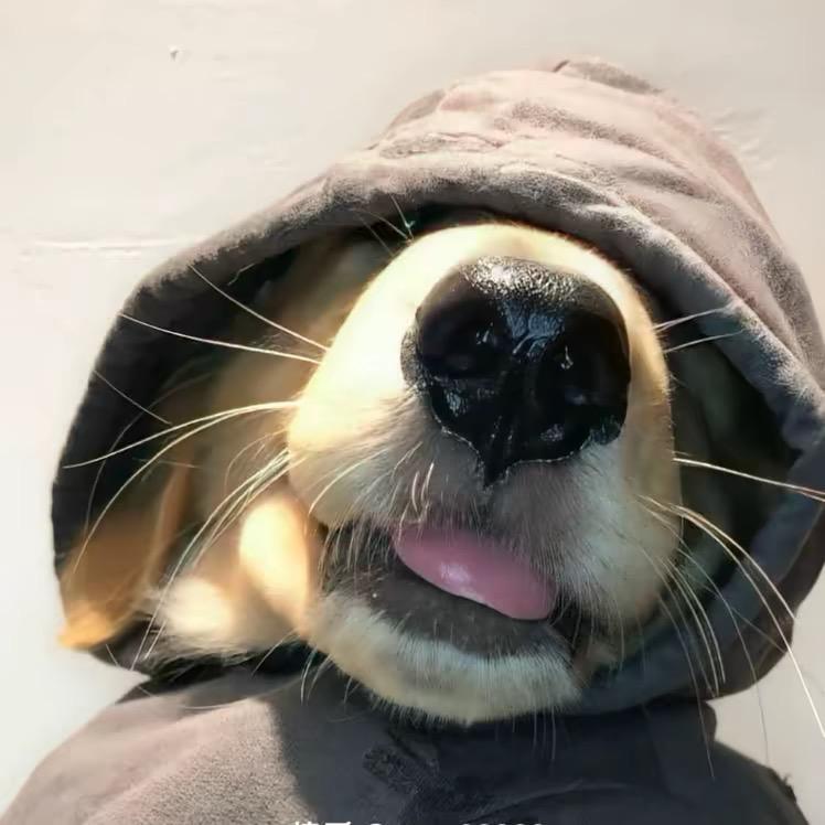 听话吗.