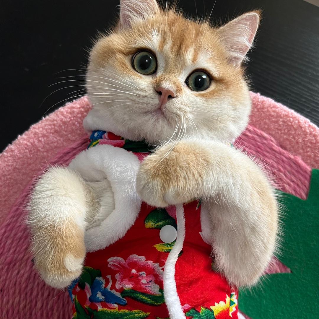懒猫好物
