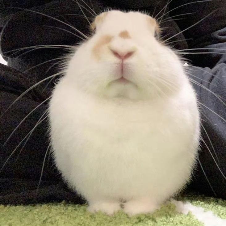 欺负笨蛋就滚蛋