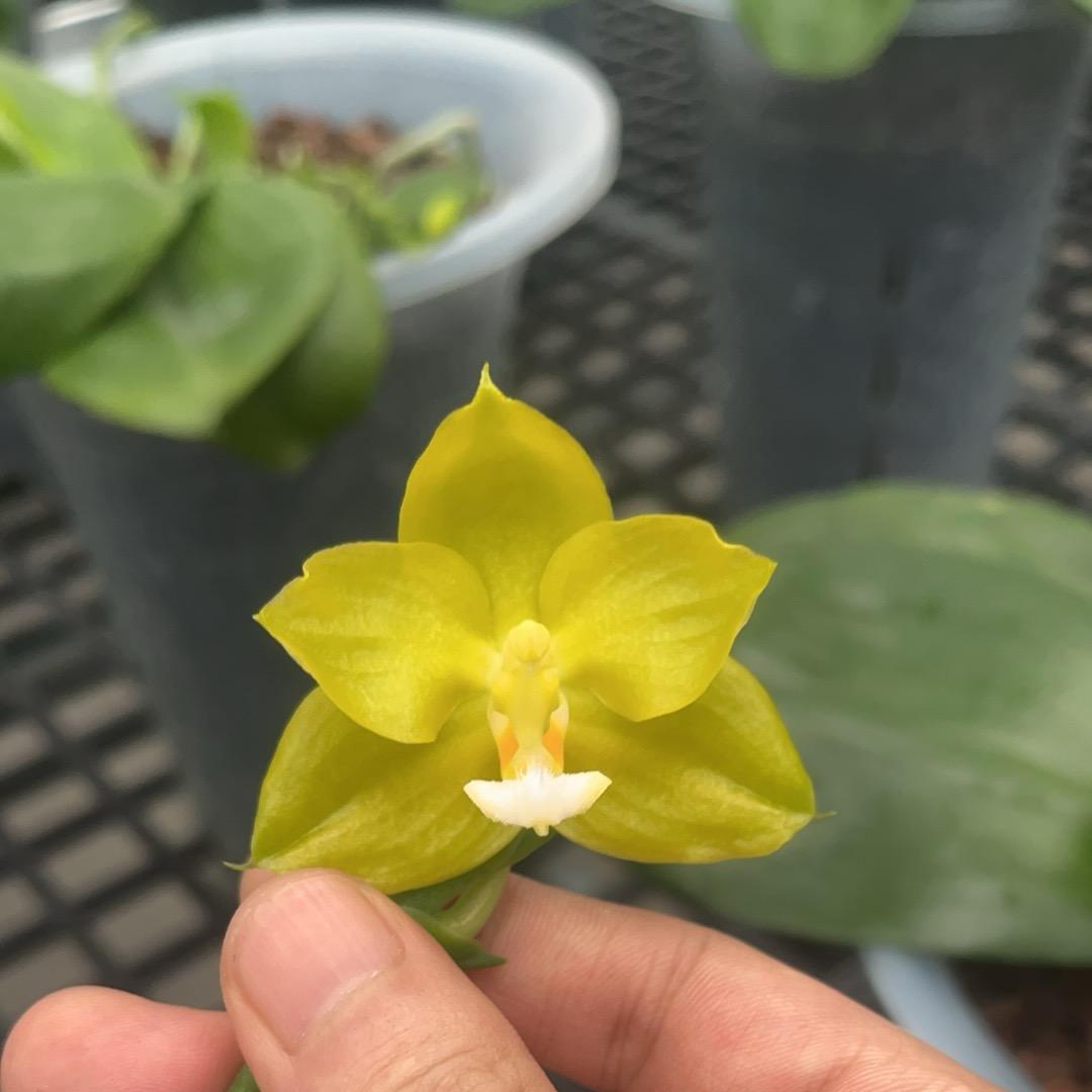 情缘兰花基地
