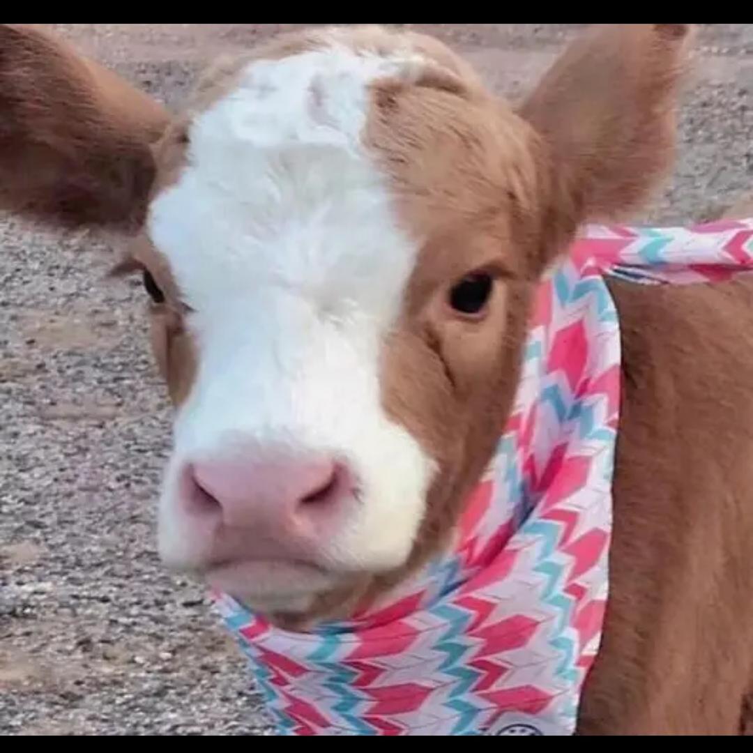 小牛肉卷🐮