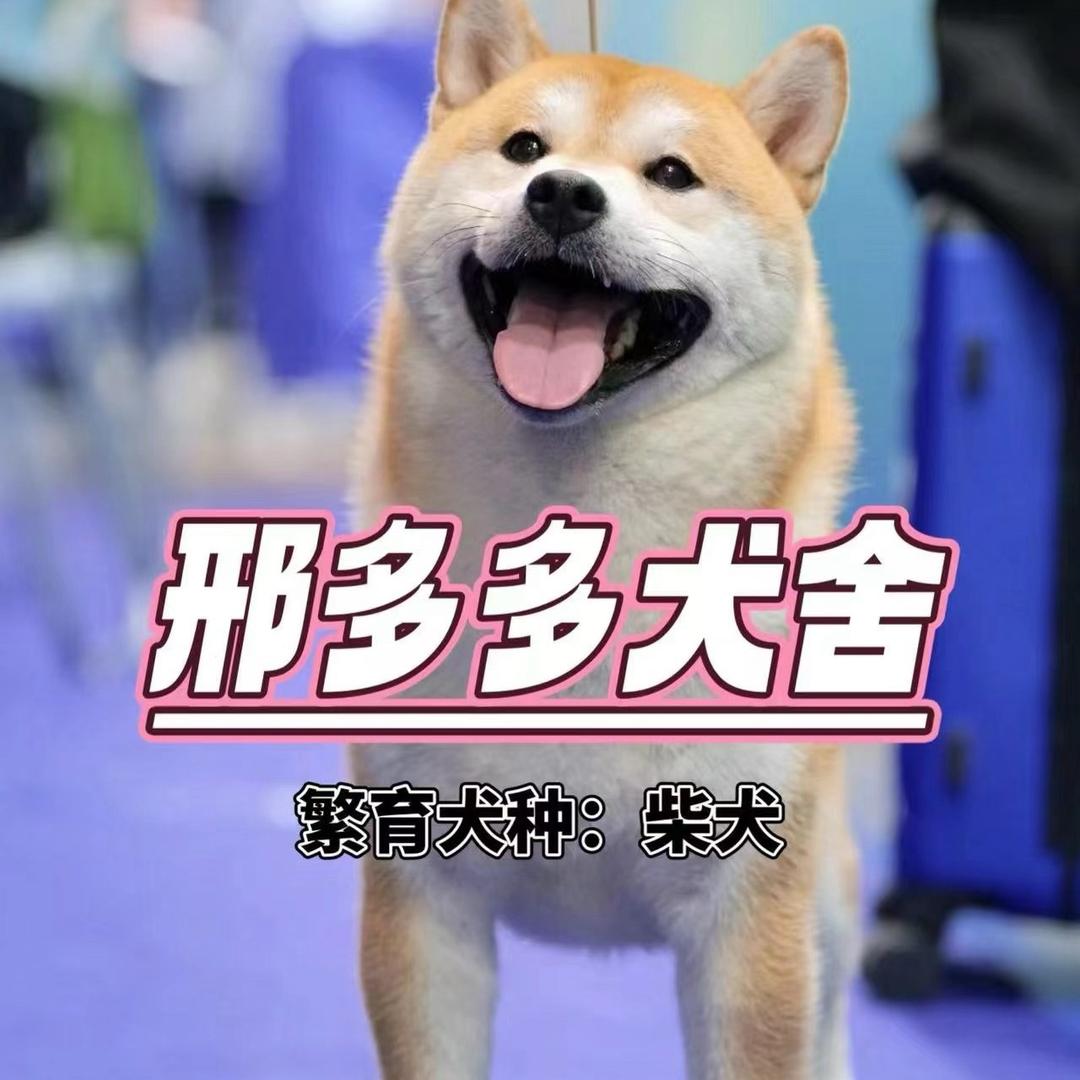 邢多多犬舍