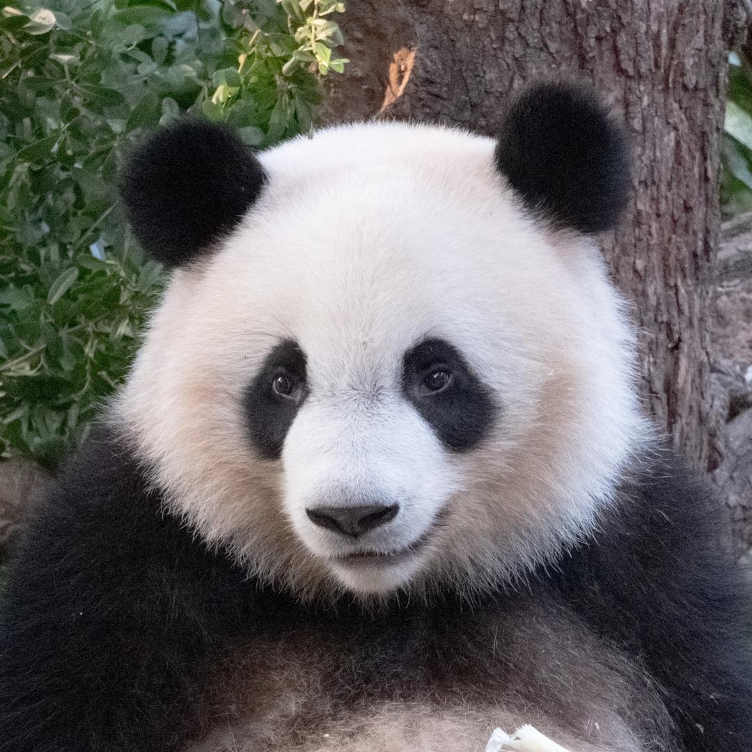 可爱多一点🐼