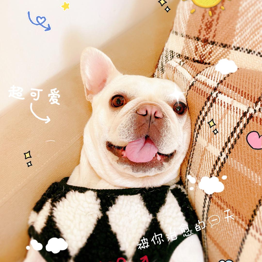 幸运猪猪
