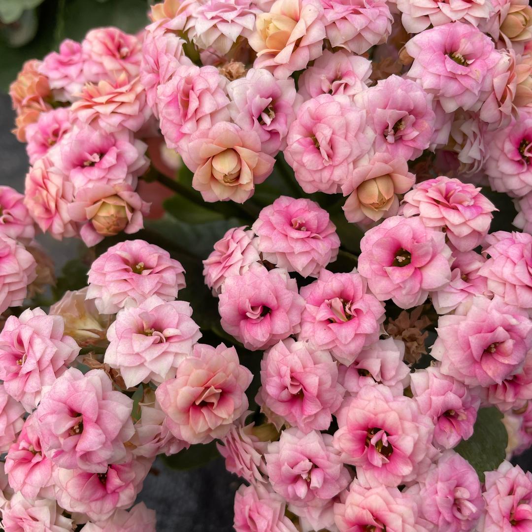 三和福韵花坊