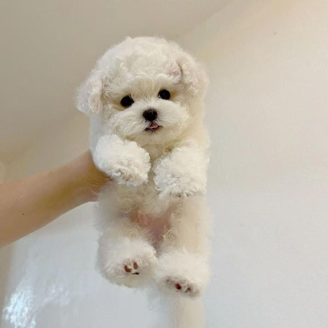 宠友臻选中心