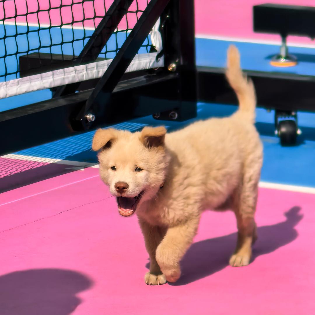 酷爱汤里的维A🥣