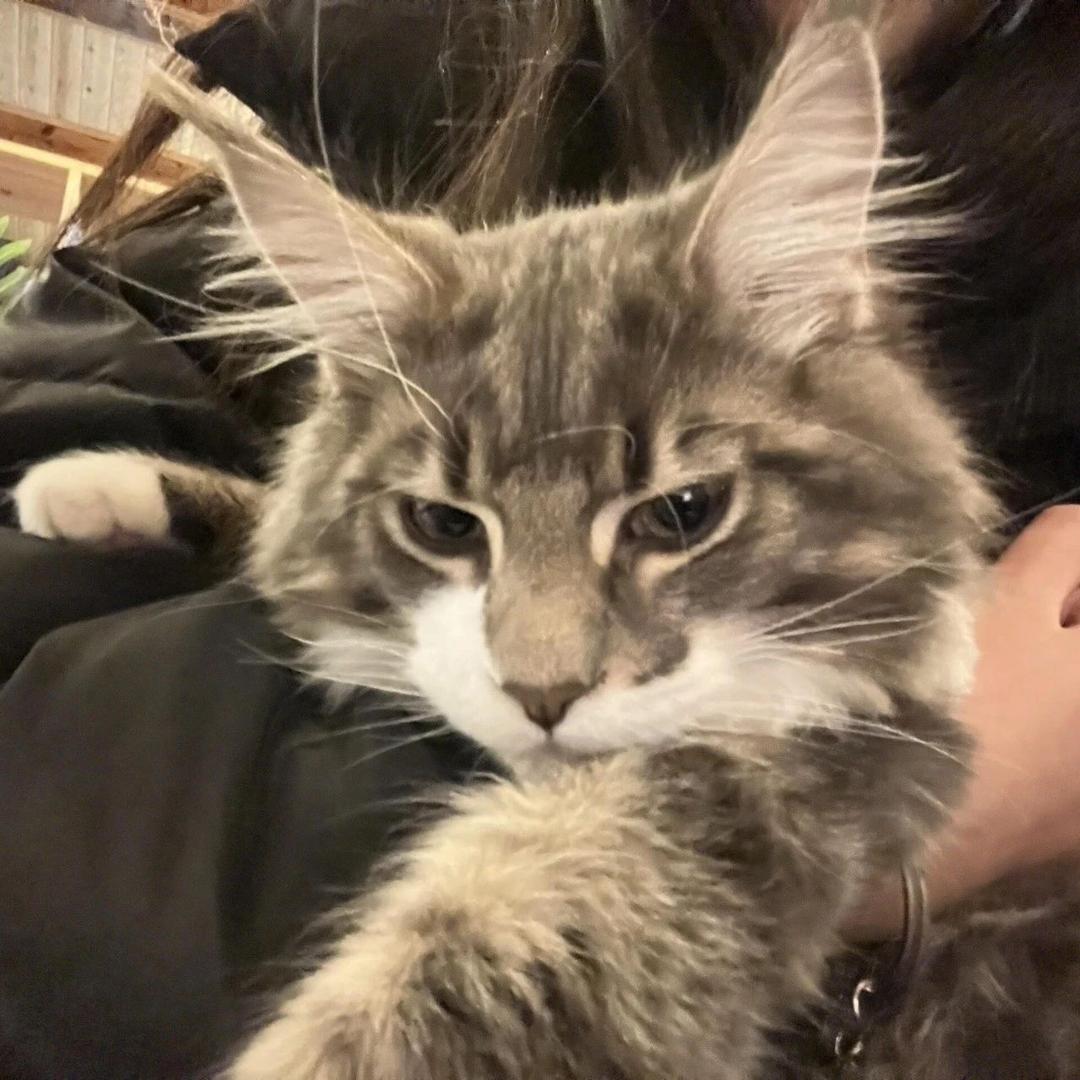 猫砂源头工厂