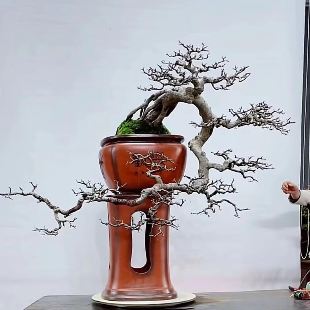 珍藏品盆景
