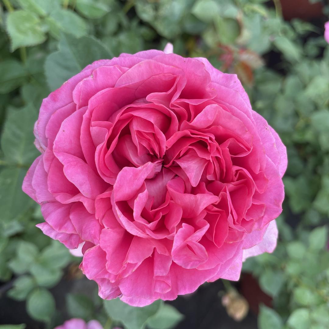 锦熙花有约