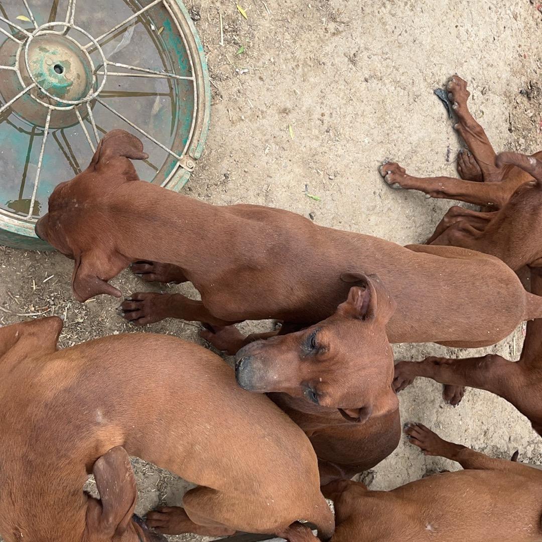 收各种品种狗，肉狗