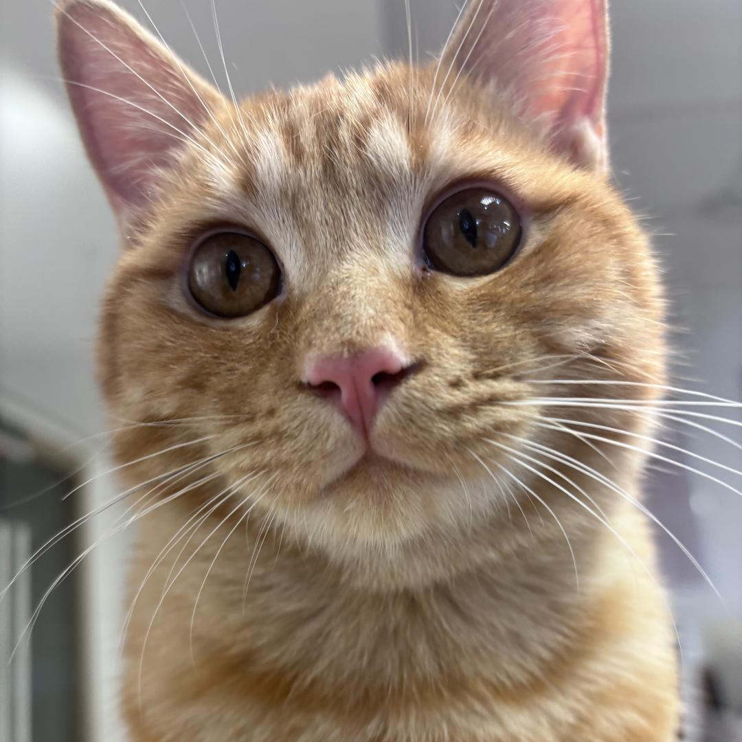 六六（小阿嬢手作）