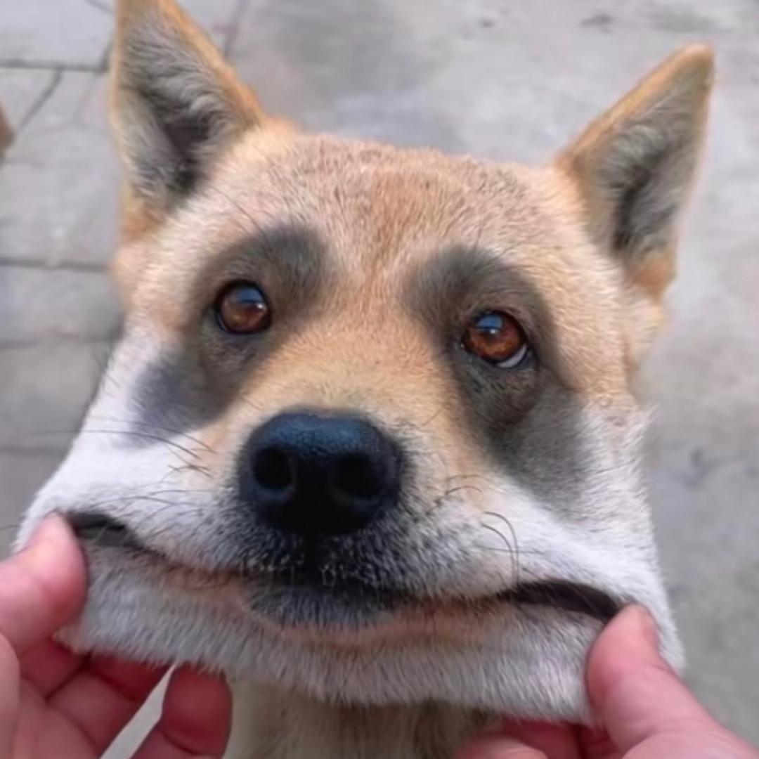 chiha