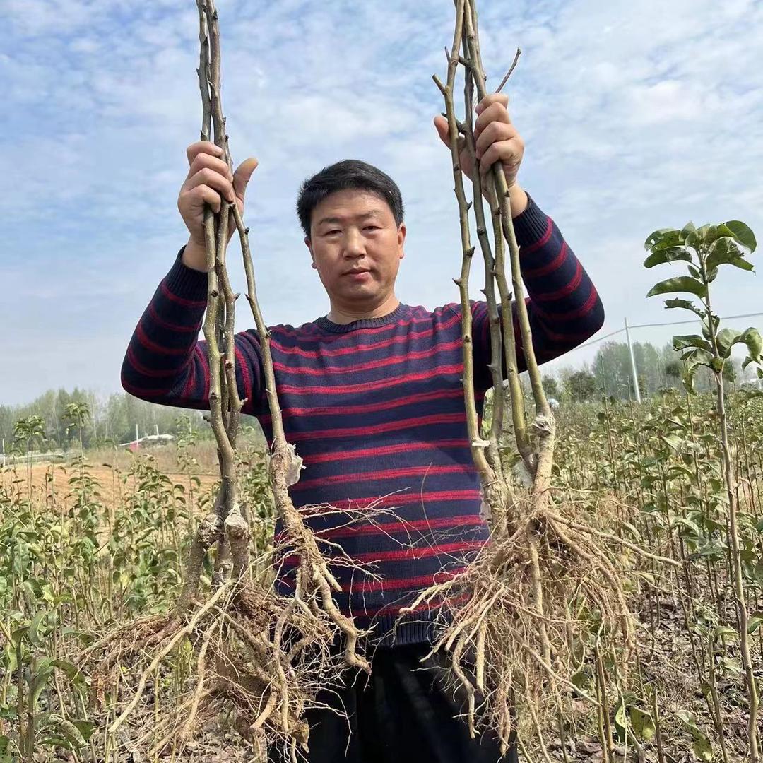 亚果种苗黄春伟