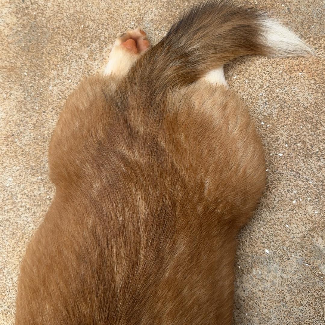 修狗的鱼（战损鱼房建设版）