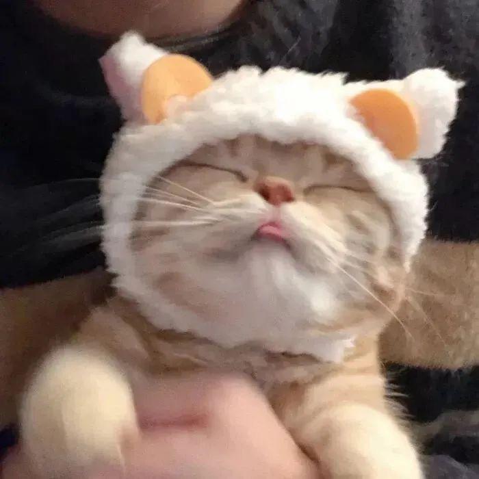 猪猪猪侠