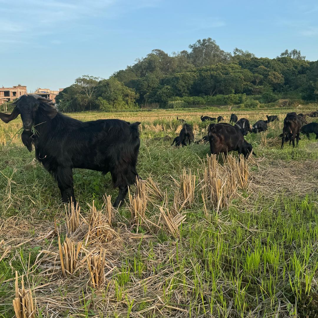 绿广泰农（生鲜土货九哥）