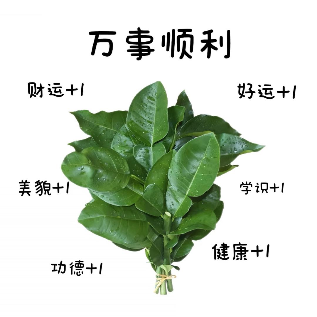 陕西新途径小辛