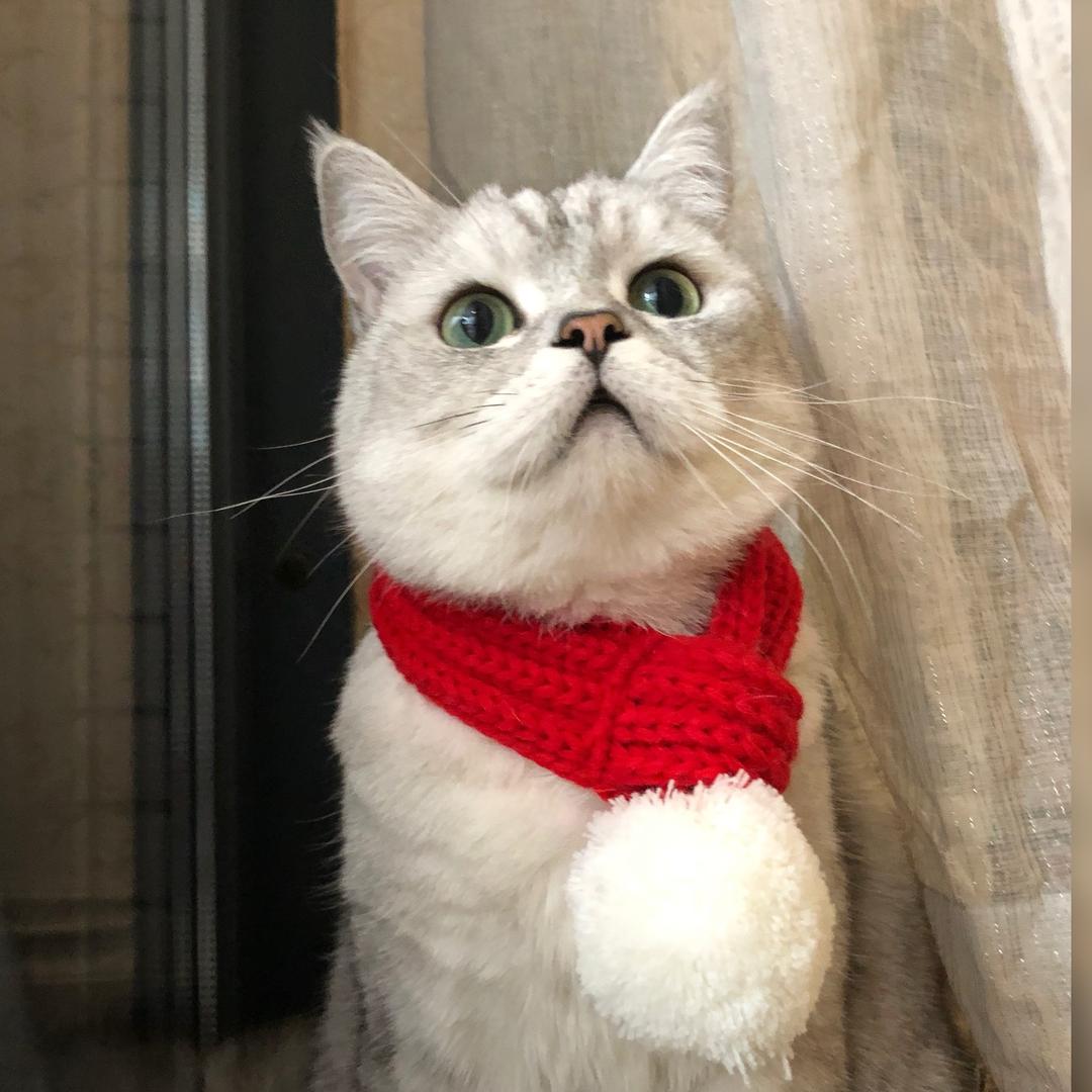 蛋宝宝是只猫   ◡̈