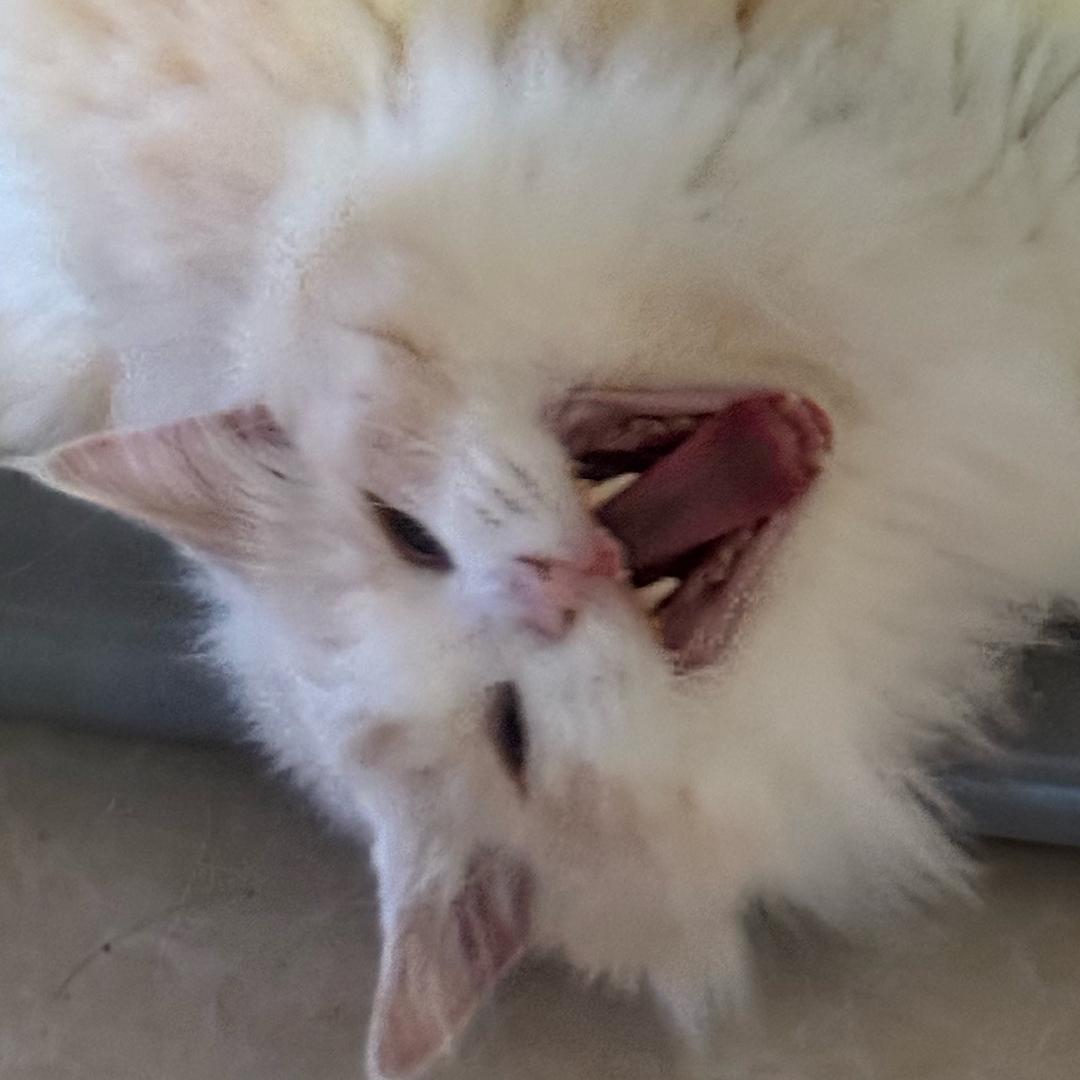 猫猫雨