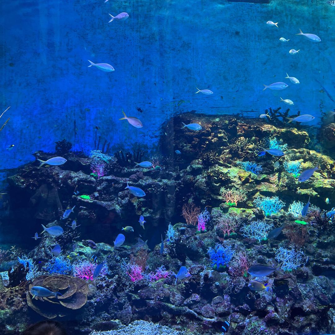 鱼趣阁智能鱼缸