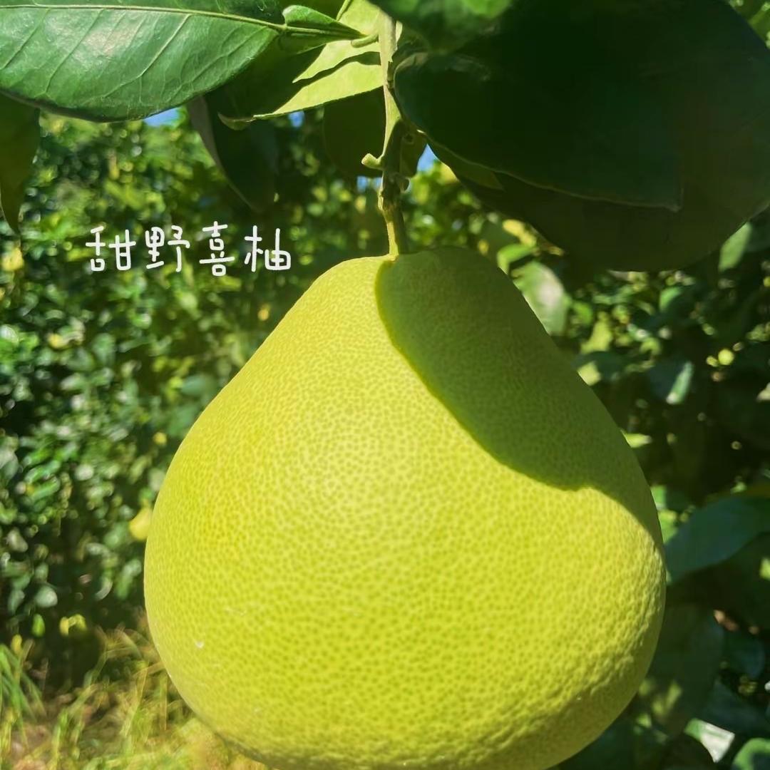 小余家果园～度尾文旦柚