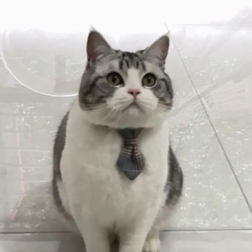 小语和猫