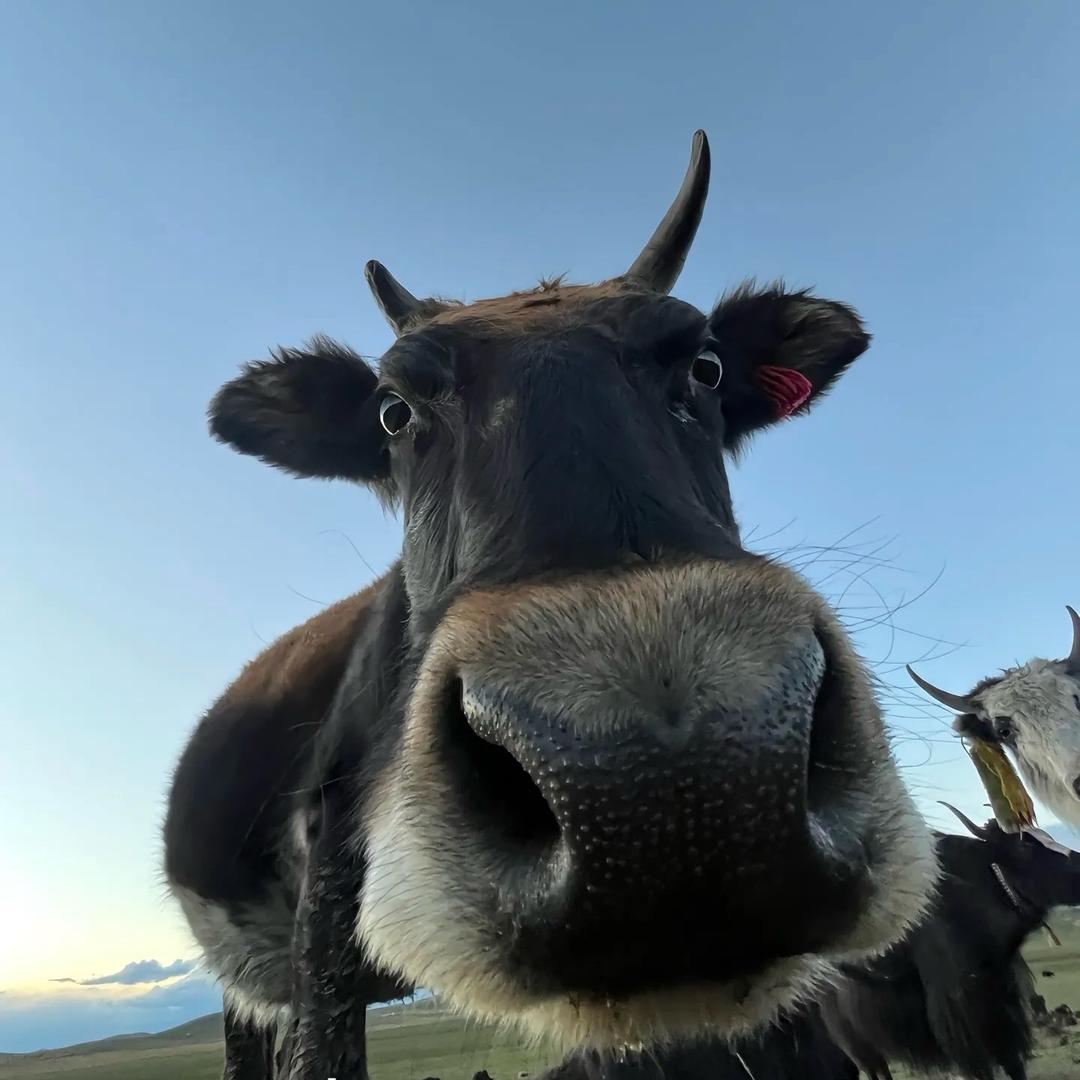 “去码头整点薯条”