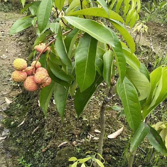 鲁量峰葆果树苗木培育基地