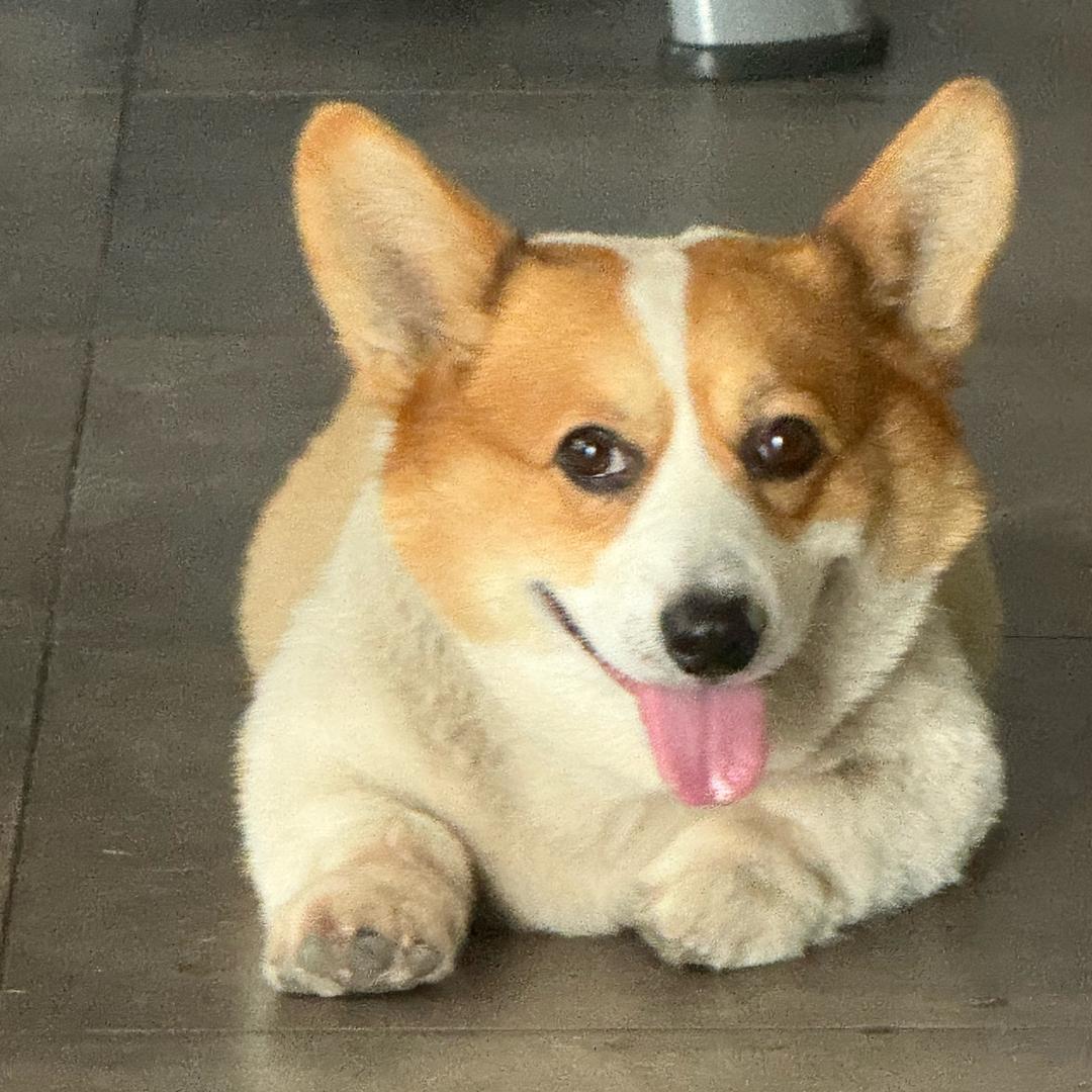 饼干一枝花🎾🎾🎾