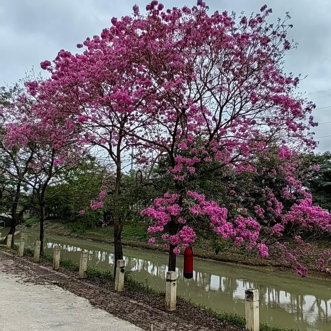 一个星期就是一个李白