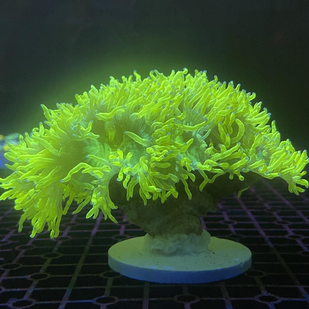 礁然不同（珊瑚管理员)