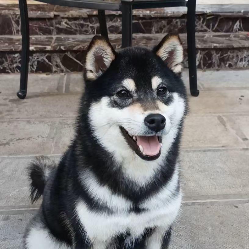 约克夏之家宠物生活馆官方号