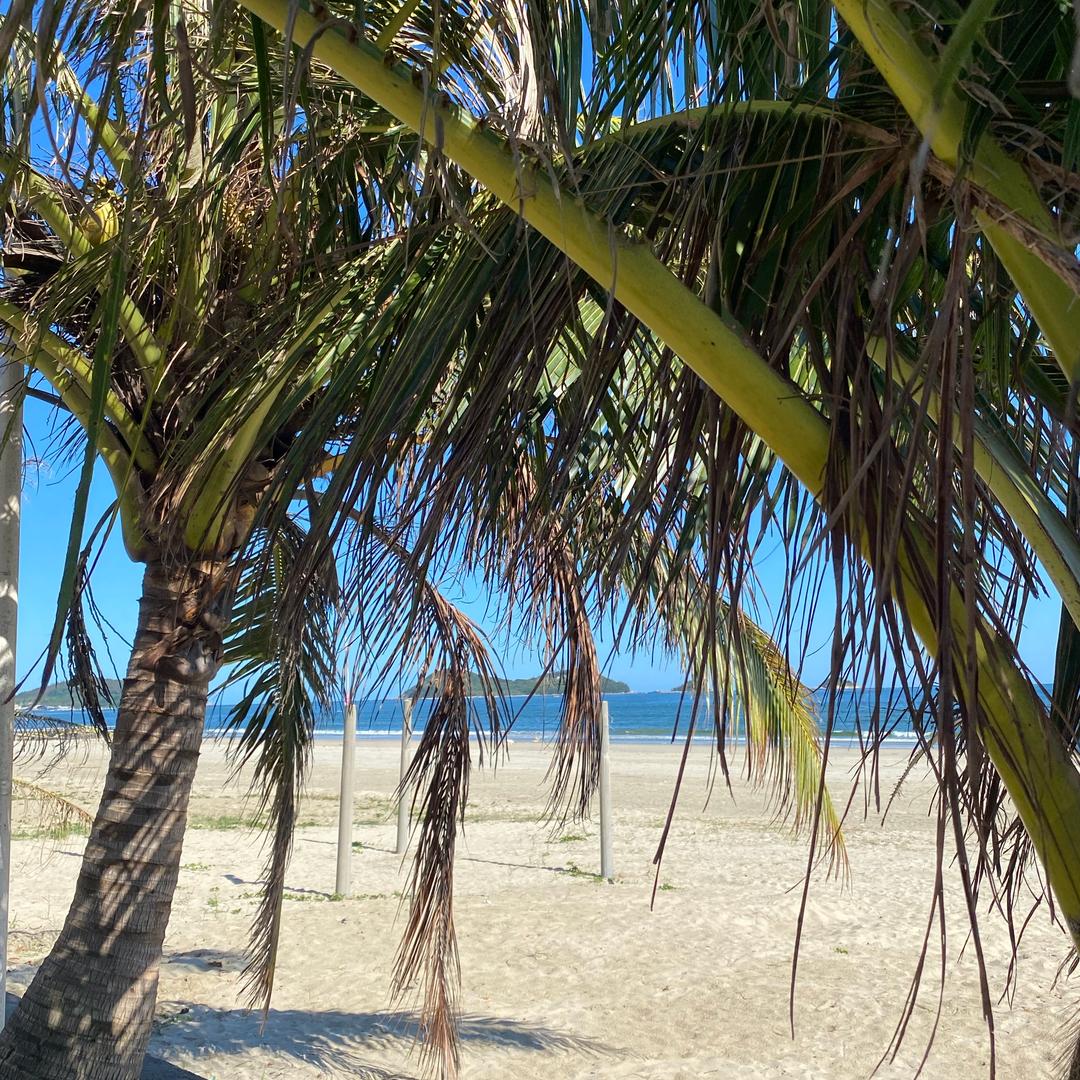 -001-我想当一棵树