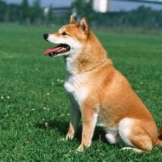 小犬犬🦮🐕‍🦺🐩🐕