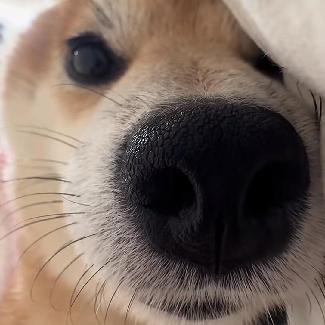 啤酒鸭
