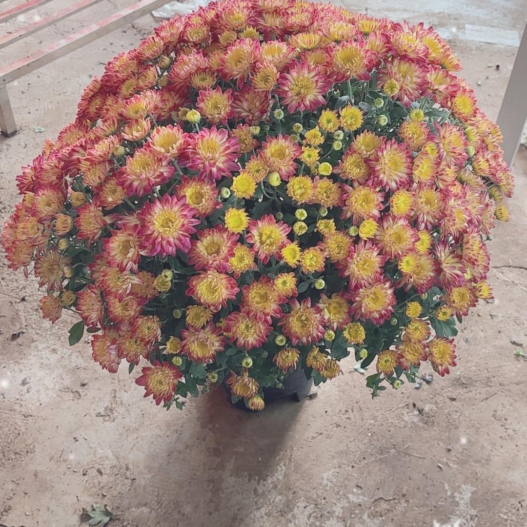 铭谦花卉