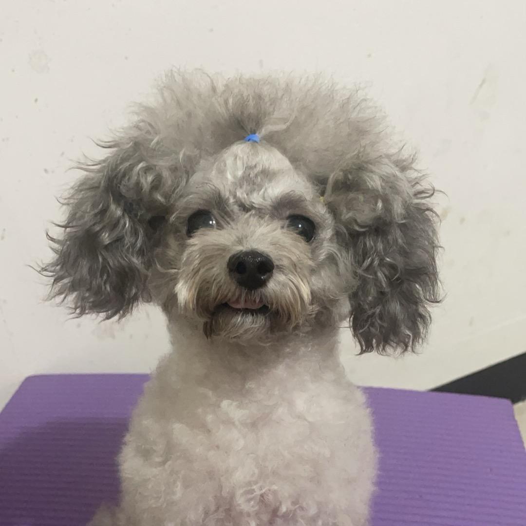 多多和金豆🐶